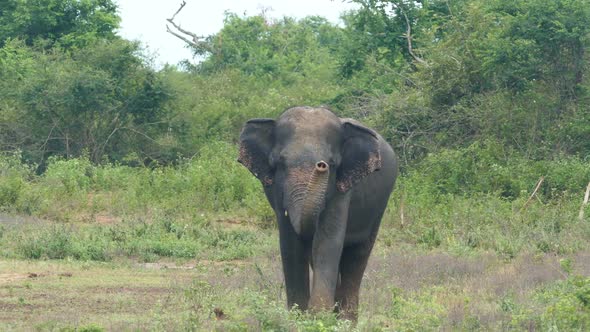 Wild Indian Elephant Walking To Camera