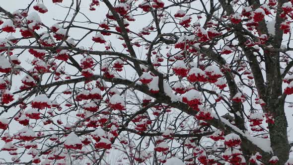 Ash-Berry Red Branches Under Snow At Winter 1