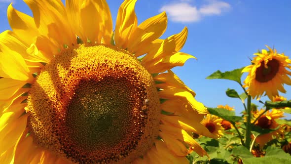 Bee Pollination On Sunflower 4