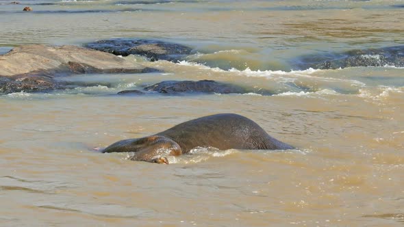 Elephant Is Lying And Dives Into The River In Sri Lanka 2