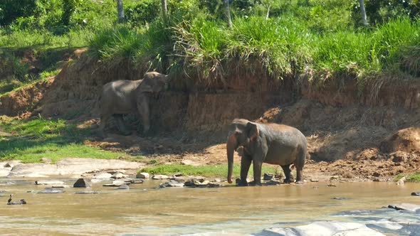 Elephants In The River - Sri Lanka 15