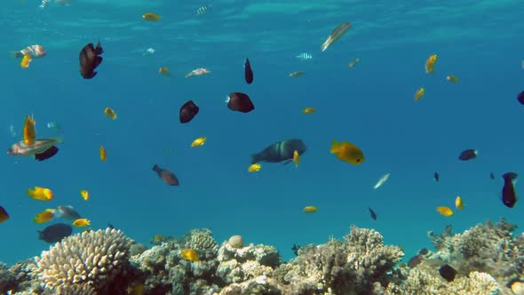 Many Fish Swim Among Corals In The Red Sea - Egypt 2