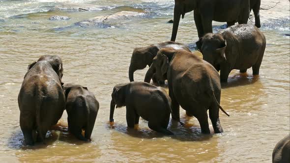 Elephants In The River - Sri Lanka 4