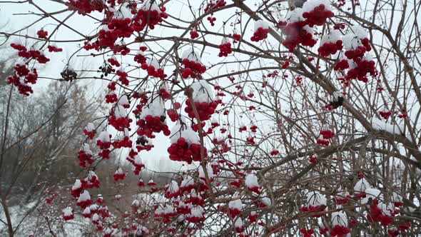 Snowball Red Branches Under Snow At Winter 3