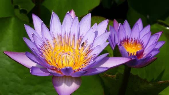 Lotus Flowers Closeup