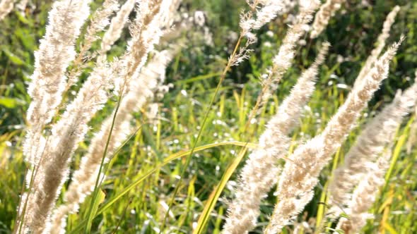 Stems Of Dry Grass 3