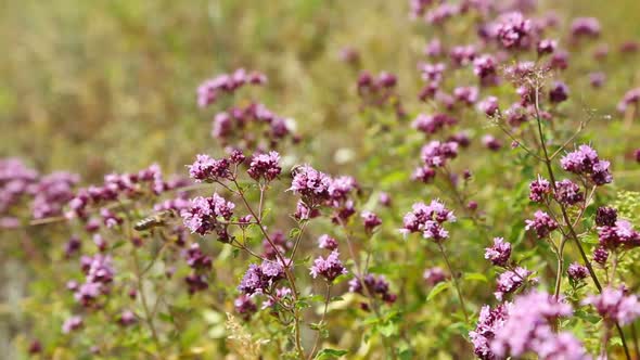 Oregano Flowers And Bee Closeup (Origanum Vulgare)