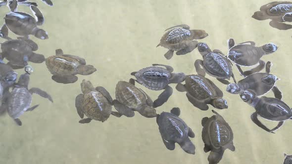 Baby Turtles Swimming In Turtle Hatchery - Sri Lanka 2