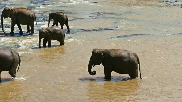 Elephants In The River - Sri Lanka 2