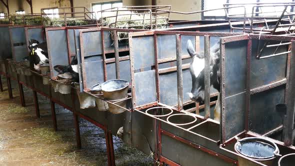 Black And White Calves In A Farm Cowshed 3