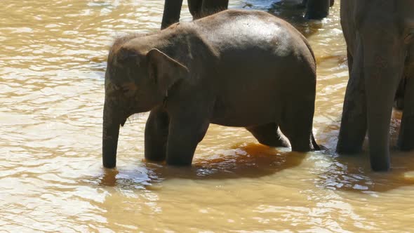 Elephant Baby In The River - Sri Lanka