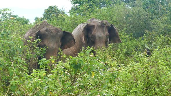 Indian Elephants Family In Jungle 1