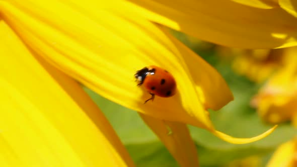 Ladybug On Sunflower Macro