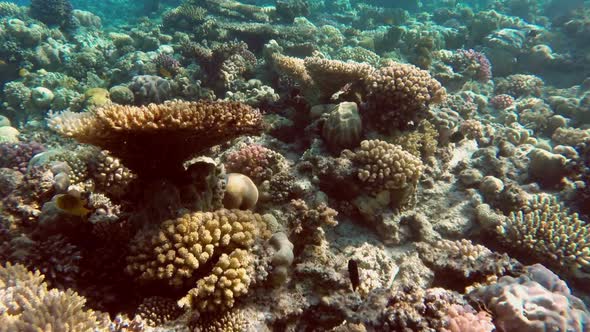 Fish Swim Among Corals In The Red Sea - Egypt 10