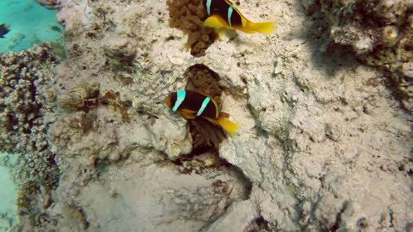 Clownfish Shelters And Anemone On A Tropical Coral Reef In Red Sea 1