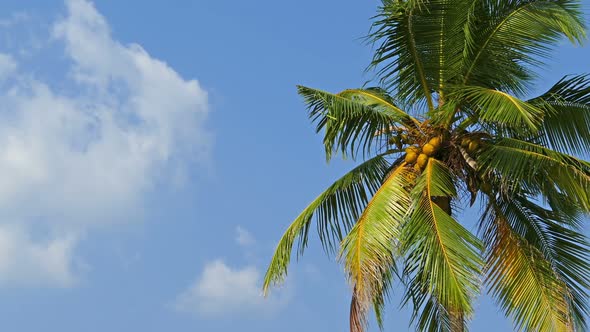 Branches Of Coconut Palm Against Blue Sky