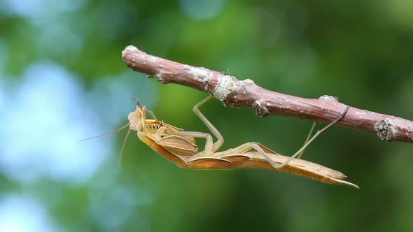 Mantis Is Sitting On Branch Of Tree - Macro Shot 1