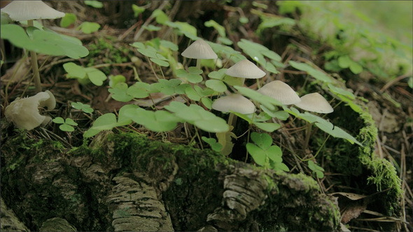 The Oxalis Acetosella Plant with Mushrooms