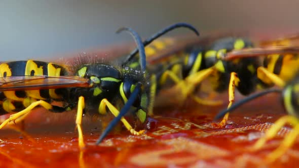 Macro View On Wasp Eating Honey 4
