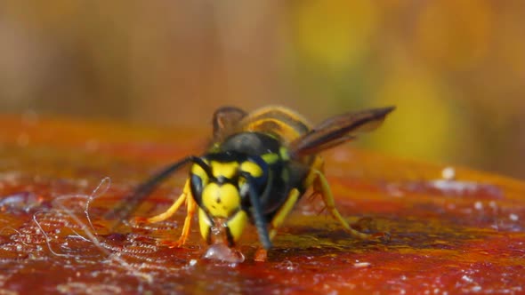 Macro View On Wasp Eating Honey 2