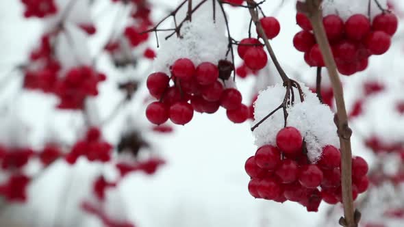 Snowball Red Branches Under Snow At Winter 1