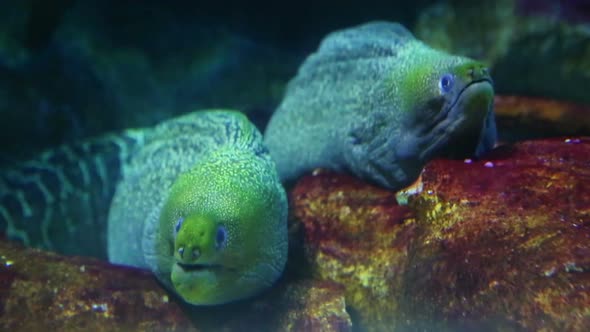 Two Large Moray Underwater Closeup 2