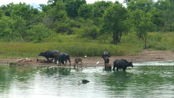 Wild Buffalo Bathing In The Lake In Sri Lanka 1