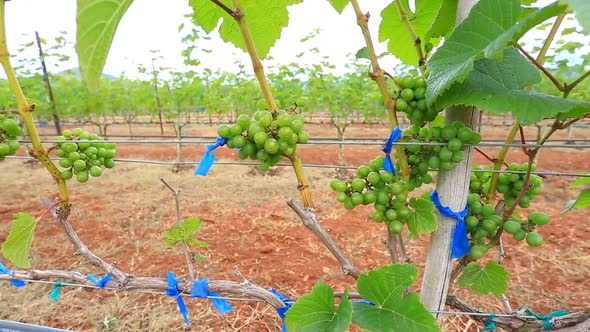 Grape Garden Plant In Thailand 2