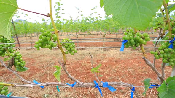 Grape Garden Plant In Thailand 3