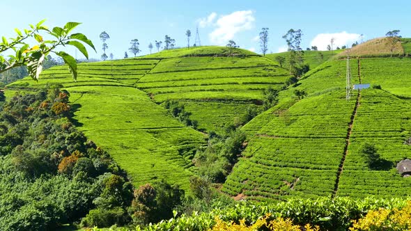 Mountain Tea Plantation In Sri Lanka 2