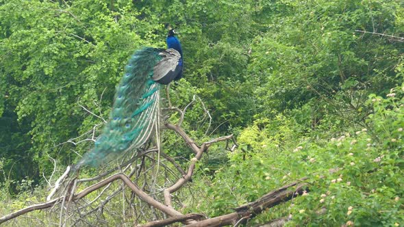 Peacock Sitting On Branch In Sri Lanka 3