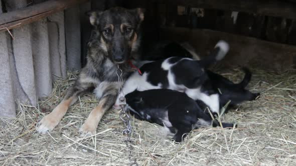 Puppies Sucking Milk From A Mother Dog 1