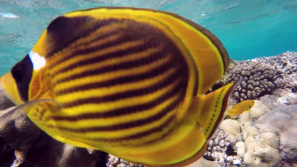 Raccoon Butterflyfish Closeup In Red Sea, Egypt 2