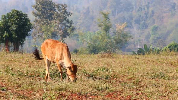 Brown Cow Eat Grass In The Field