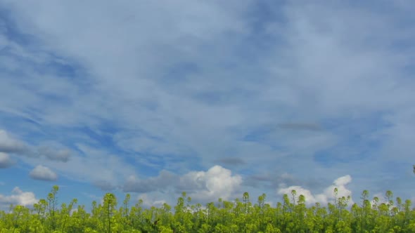 Beautiful Flowering Rapeseed Field Under Blue Sky - Pan 1