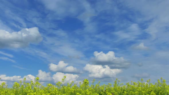 Beautiful Flowering Rapeseed Field Under Blue Sky - Pan 2