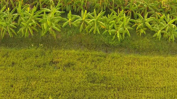 Aerial Footage Of Agriculture Rice 3