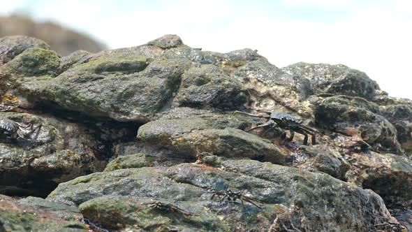 Crabs Eating On Stone Seashore