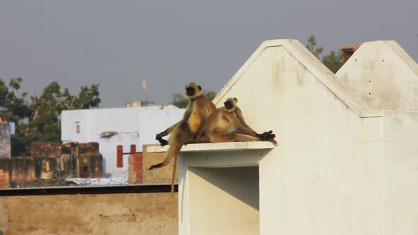 Entellus Monkeys On Building Top In Pushkar India 1