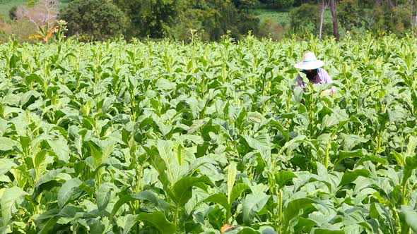 Thai Woman Put Insecticide And Fertilizer In Tobacco Plant 3