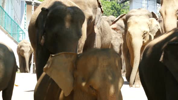 Elephants Walking Down The Street In Sri Lanka