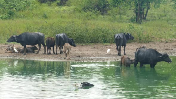 Many Wild Buffalo Bathing In The Lake In Sri Lanka 1