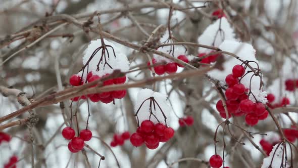 Snowball Red Branches Under Snow At Winter 2