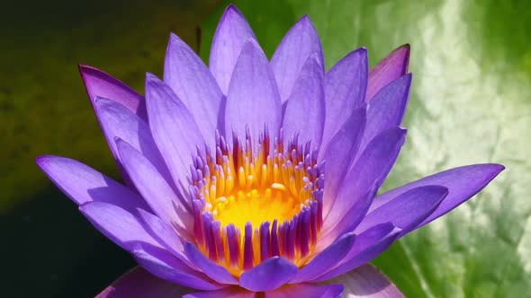 Lotus Flower Closeup 1