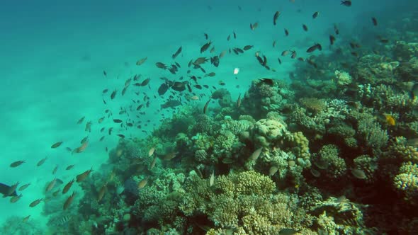 Many Fish Swim Among Corals In The Red Sea - Egypt 5