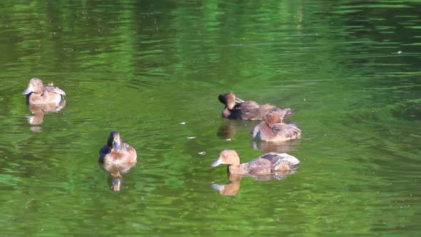 Young Ducks On Pond 1