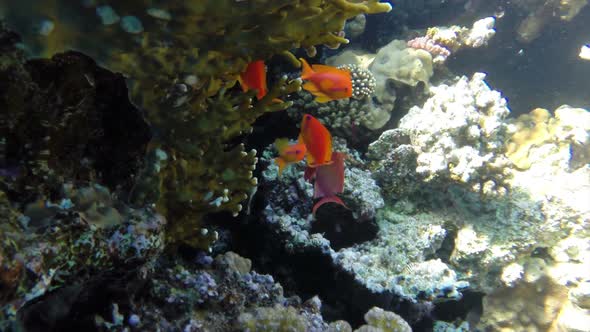 Jewel Fairy Basslets (Pseudanthias Squamipinnis) At Coral In Red Sea