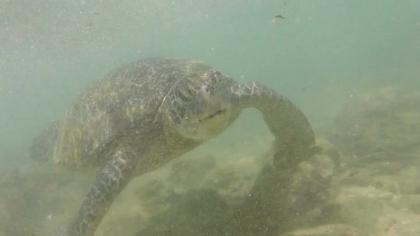 Large Sea Turtle Underwater 7