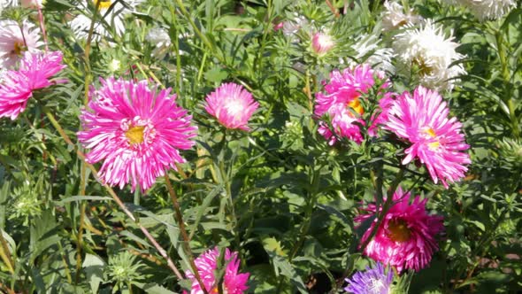 Aster Flowers 2