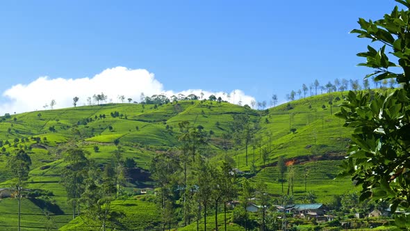 Mountain Tea Plantation In Sri Lanka - 2